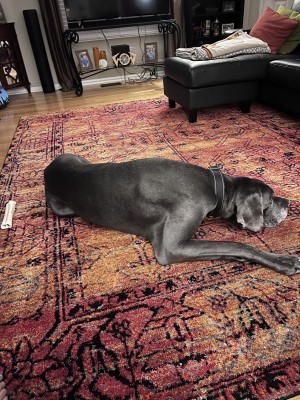 Photo of Atticus