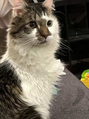 Photo of Indy