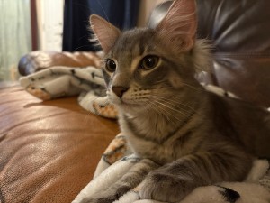 Photo of Rocky