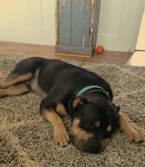 Photo of Moose