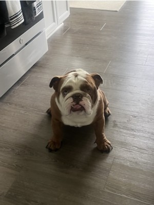 Photo of Bruno