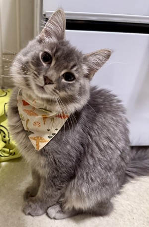 Photo of Mitten