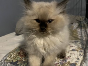Photo of Socks