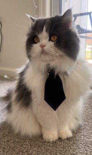 Photo of Max - Moose