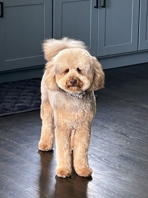 Photo of Baxter