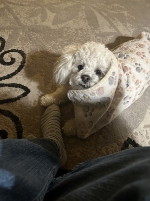Photo of Chip