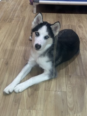 Photo of King