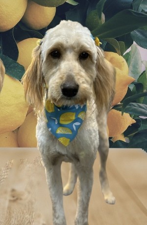 Photo of Lacy