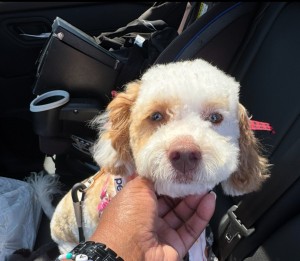 Photo of Lola