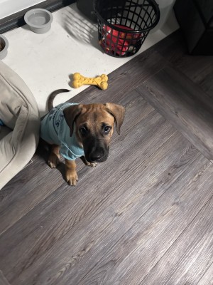 Photo of Petey