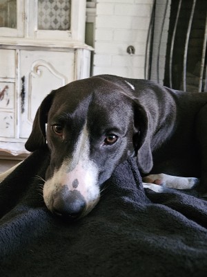 Photo of Gorgeous George (Bubba)