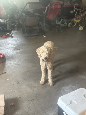 Photo of Roxy