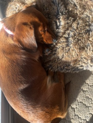Photo of Daisy
