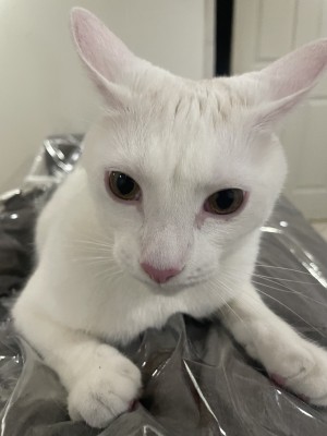Photo of Maxwell