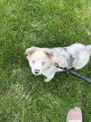 Photo of Cookie
