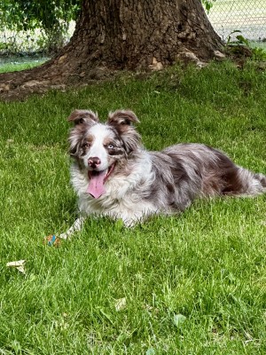 Photo of Nala