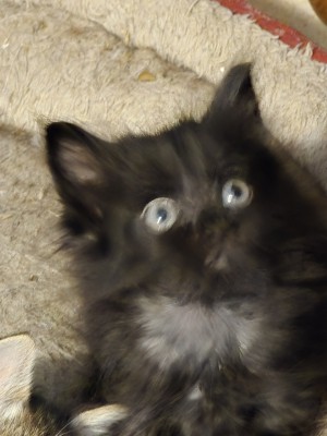Photo of Litter Of Five Kittens