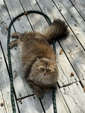 Photo of Lyra