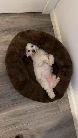 Photo of Milo