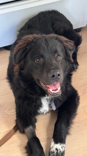 Photo of Rambo