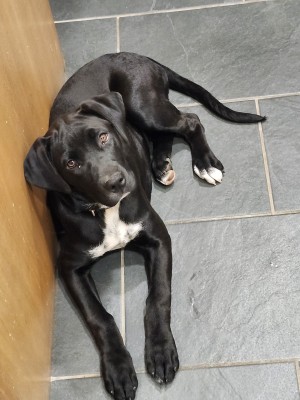 Photo of Rocky
