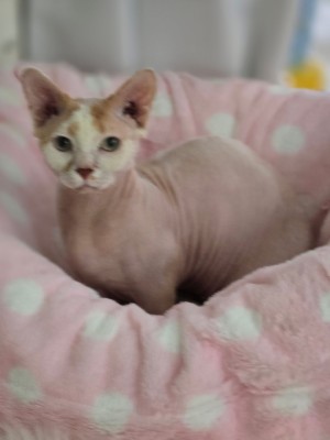 Photo of Louie