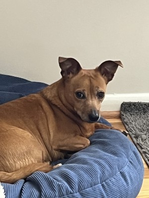 Photo of Izzy