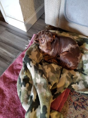 Photo of Kona