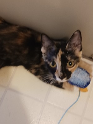Photo of Little Bit/L.B.