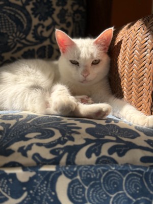 Photo of Marshmallow