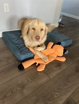 Photo of Rosie