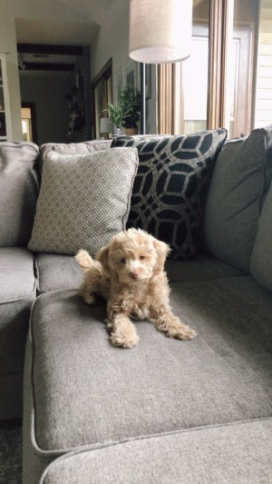 Photo of Lennon (Lennie)