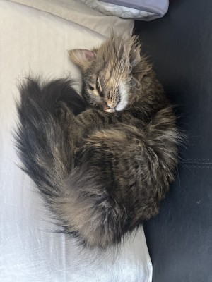 Photo of Max