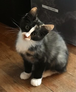Photo of Cali
