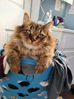 Photo of Loki