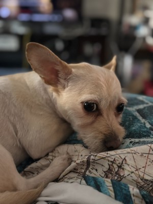 Photo of Luna