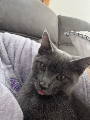 Photo of Remy