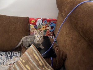 Photo of Beans