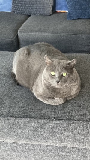 Photo of Knox