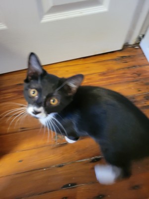 Photo of Sharky