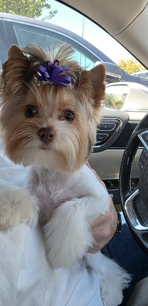 Photo of Skyla