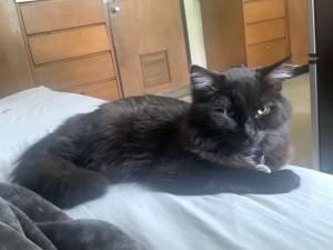 Photo of Castiel