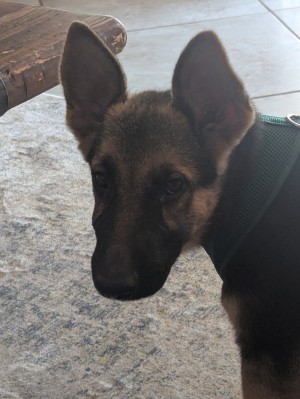 Photo of Roxy