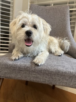 Photo of Benji