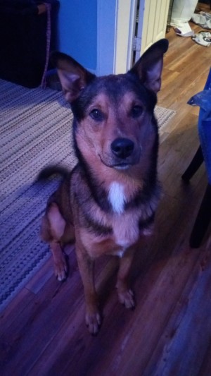 Photo of Scooby