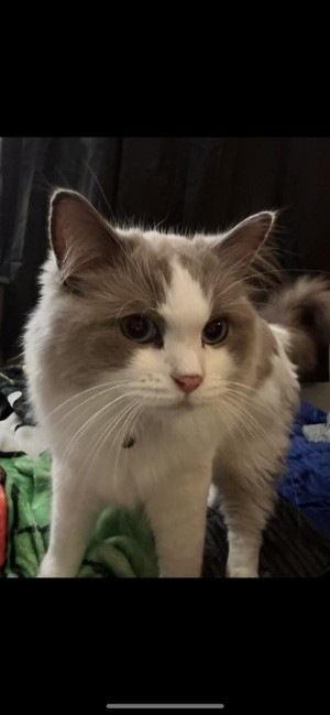 Photo of Gizmo