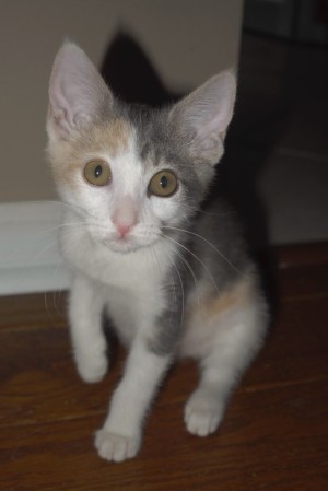 Photo of Trixie