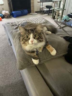 Photo of Tiger