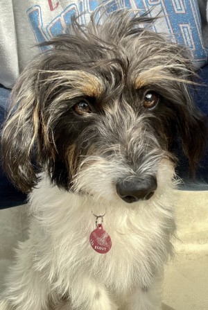 Photo of Scout