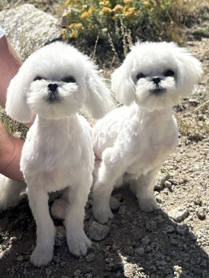Photo of ChiChi